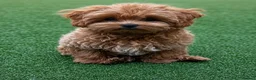 Maltipoo dogs for sale: Tiny Asian Maltipoo. DNA tested parents. - Advert 7