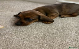 Miniature Dachshund dogs for sale: STUNNING MINIATURE DACHSHUND PUPPIES - Image 6