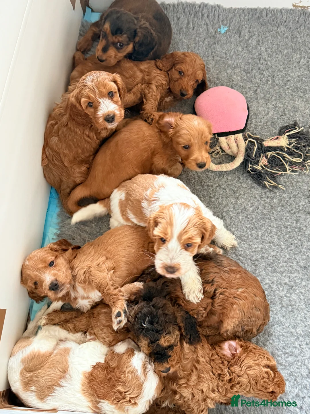 Cockapoo dogs for sale: Rare stunning F2 cockapoo puppies for sale  in High Peak - Advert 2