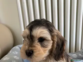 Cockapoo dogs Cockapoo puppies for sale - Advert 10