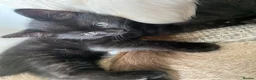 Ragdoll cats for sale: PAIR Half Ragdoll male kittens  in Tamworth - Advert 10