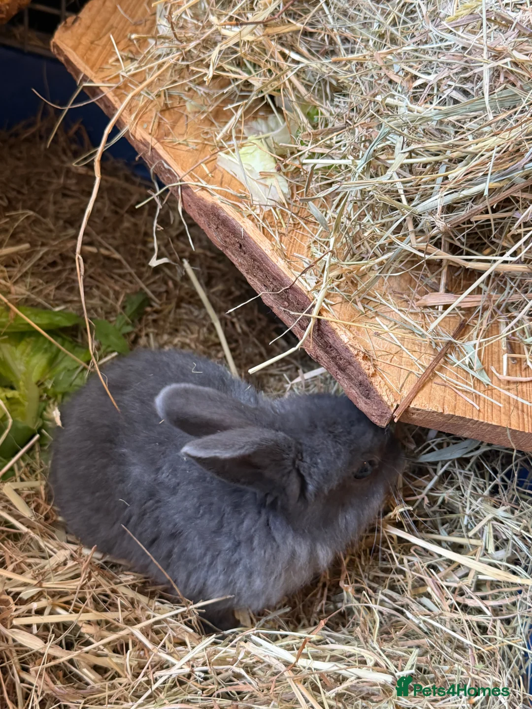 Mixed Breed rabbits for sale: 3 boy baby bunnies  in Egham - Advert 2