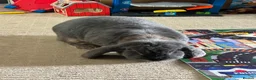 French Lop rabbits for sale: Litter of French lop rabbits  - Advert 6