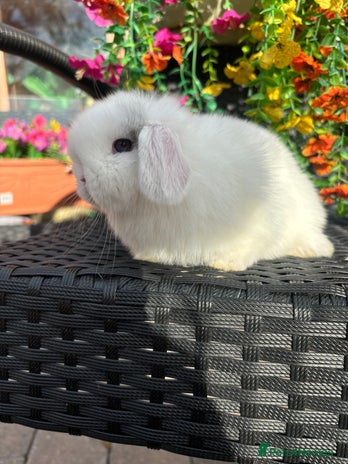 Mini Lop rabbits - Advert 8