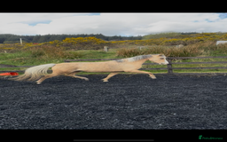 Welsh Section B horses for sale: Palomino Welsh B Non Ridden Companion/ InHand Pony - Image 12