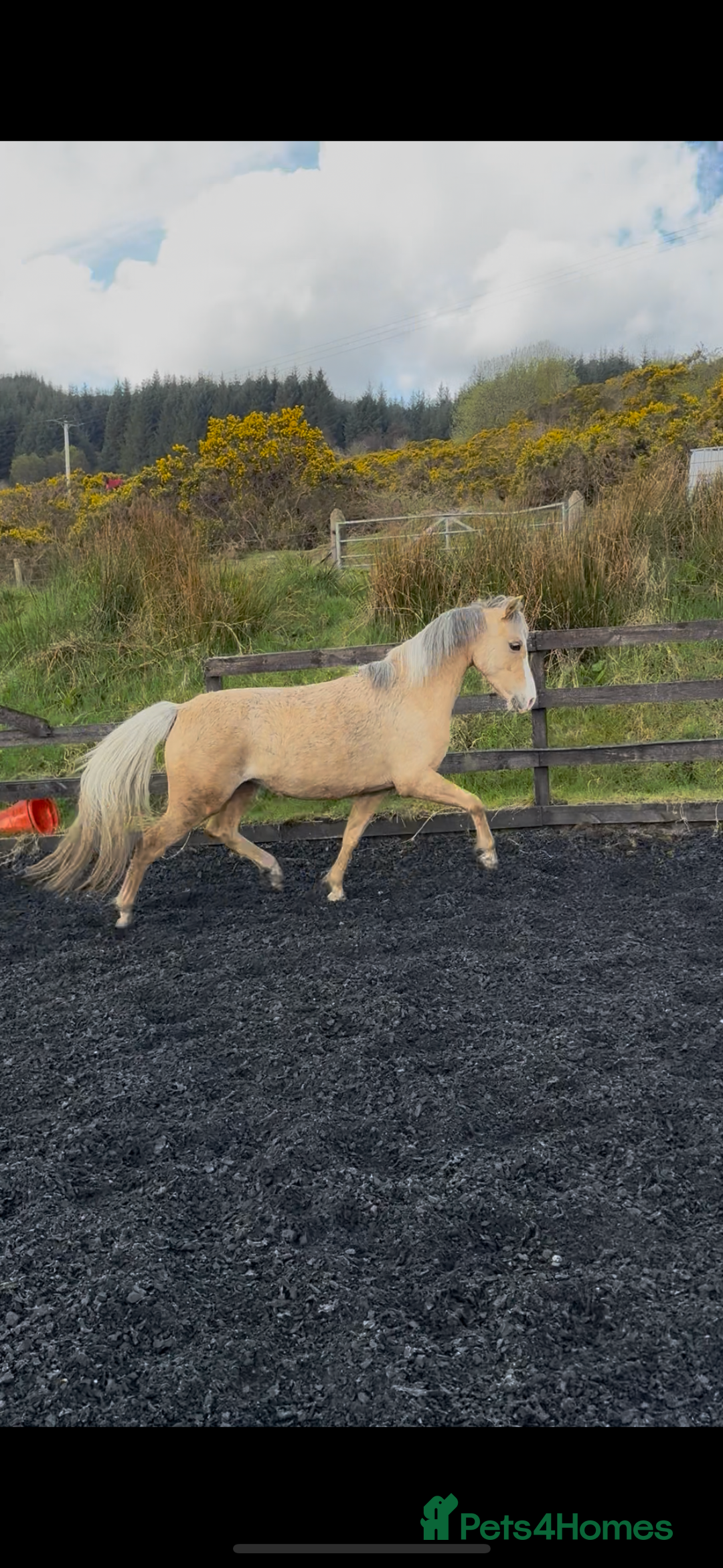 Welsh Section B horses for sale: Palomino Welsh B Non Ridden Companion/ InHand Pony - Image 12