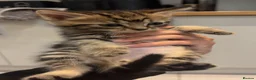 Mixed Breed cats for sale: Domestic medium haired tabby kittens  - Advert 5