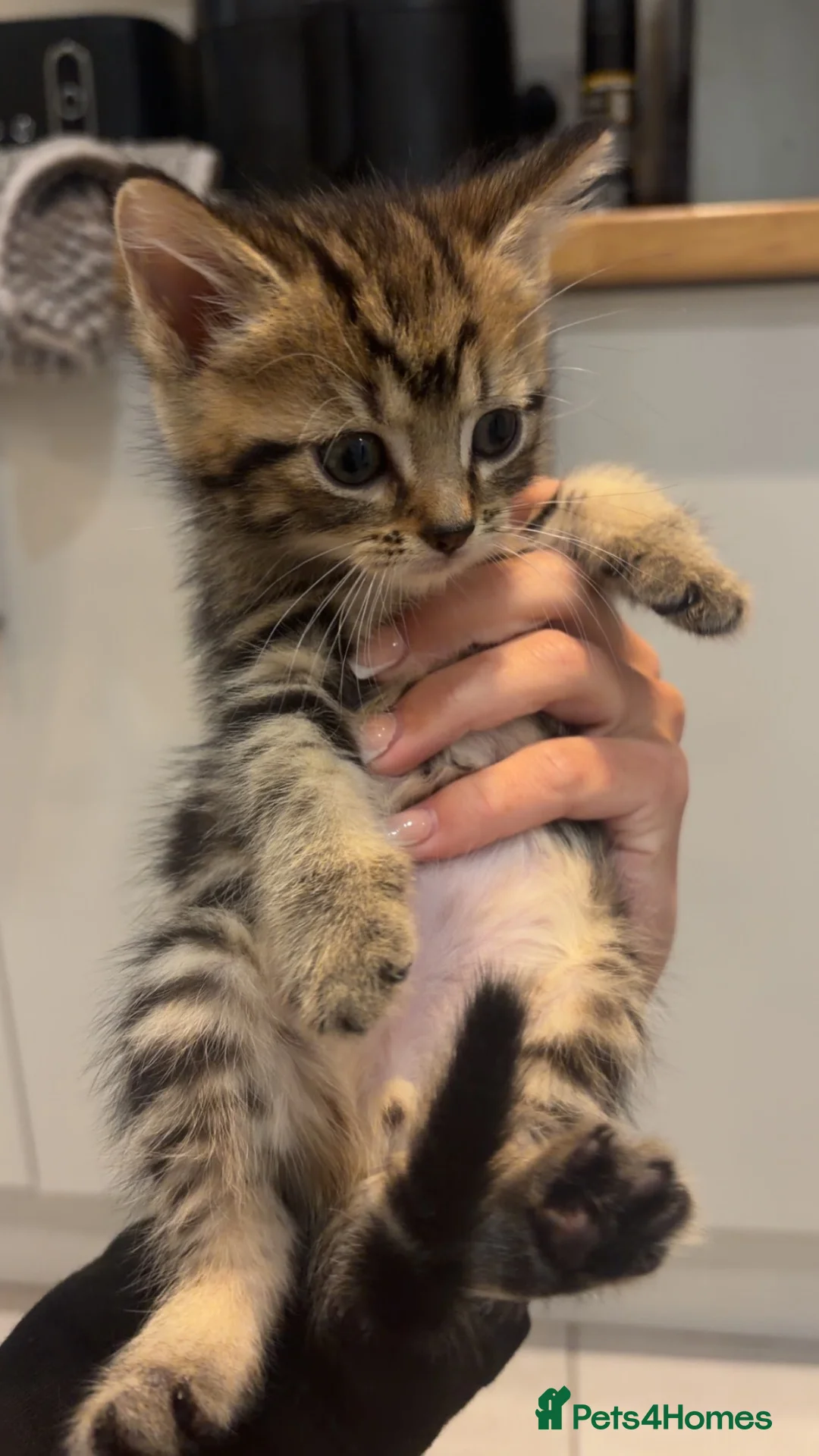 Mixed Breed cats for sale: Domestic medium haired tabby kittens  - Advert 5