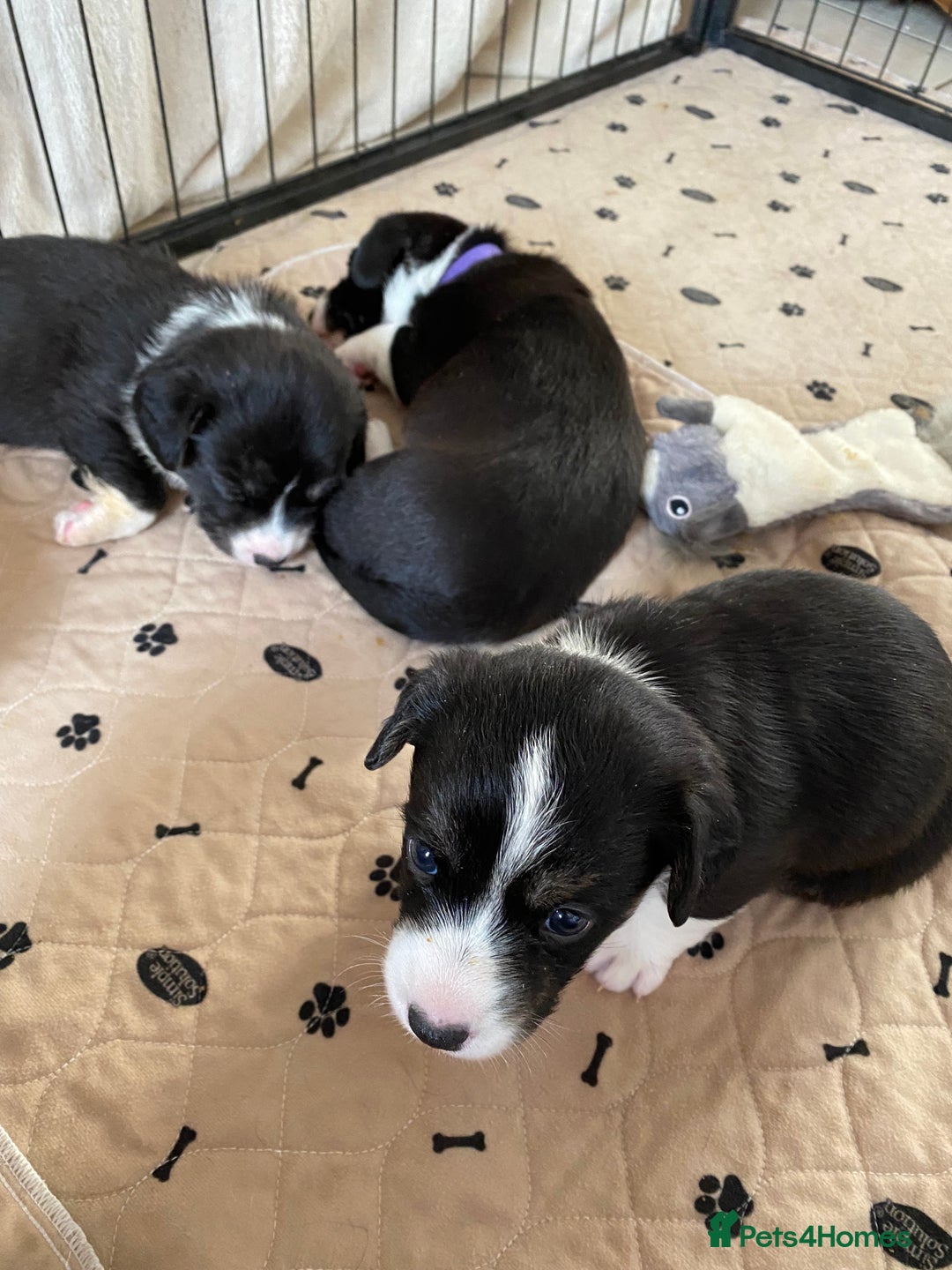 Welsh Corgi Cardigan dogs for sale: WELSH CARDIGAN CORGI BABIES - Advert 29