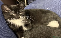 Mixed Breed cats for sale: female black white kitten for sale - Image 5