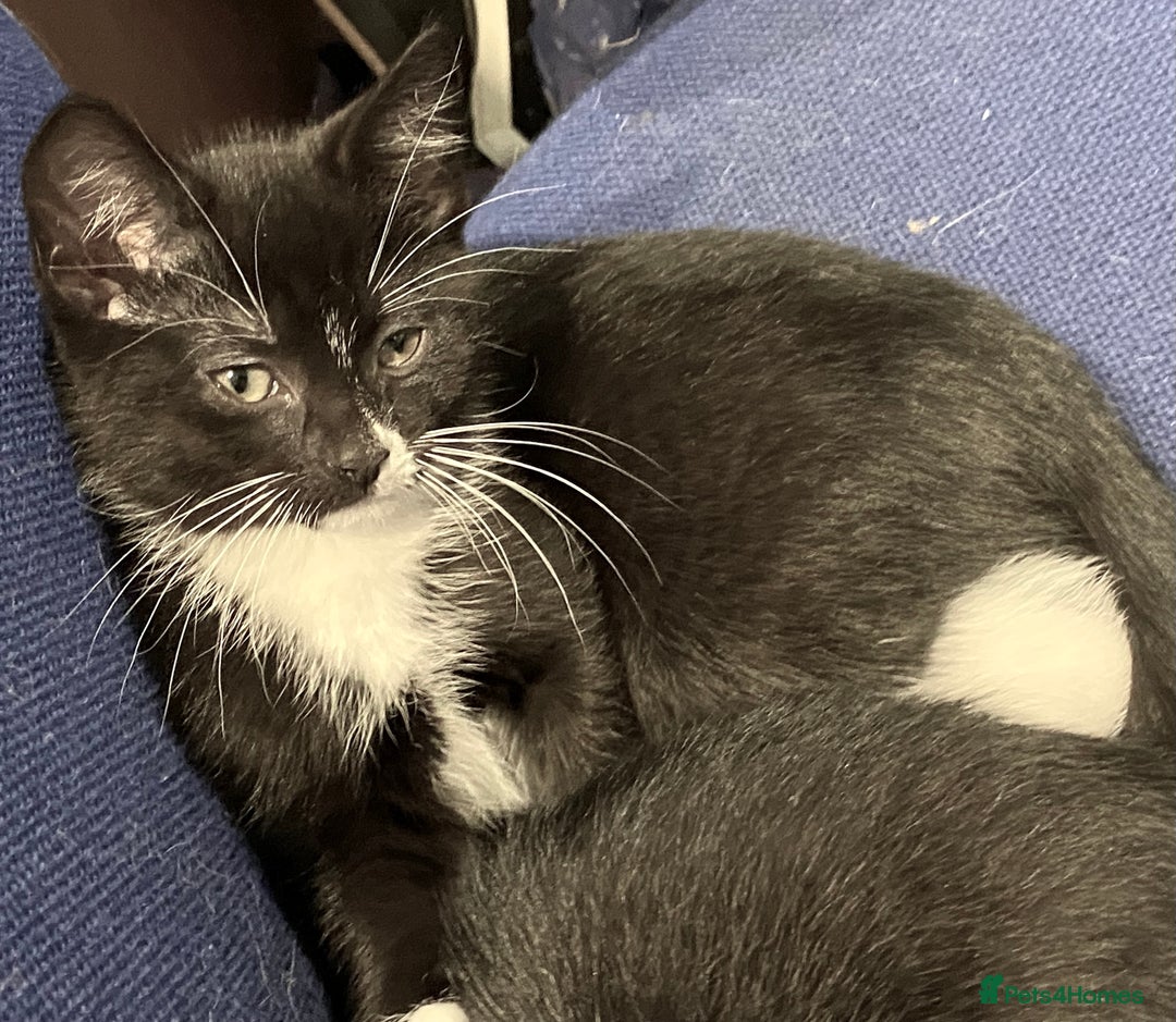 Mixed Breed cats for sale: female black white kitten for sale - Image 5