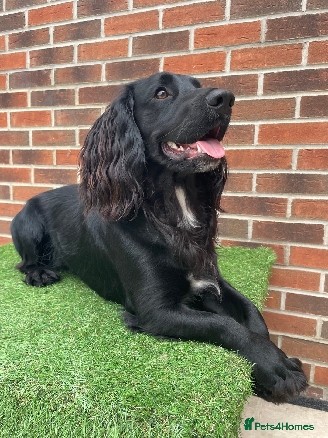 Cocker Spaniel dogs for sale: 1 Year Old Working Cocker Spaniel - Advert 3