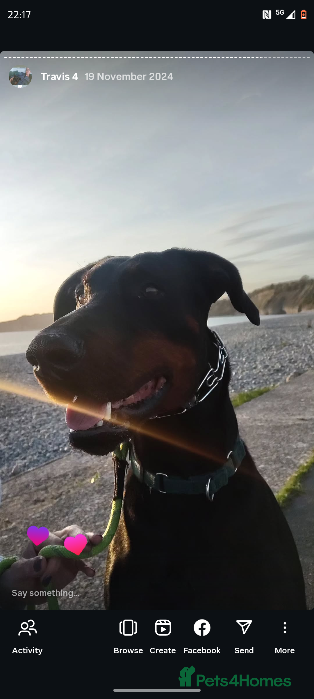 Dobermann dogs for sale: 4 year old Male Doberman looking for forever home - Image 3
