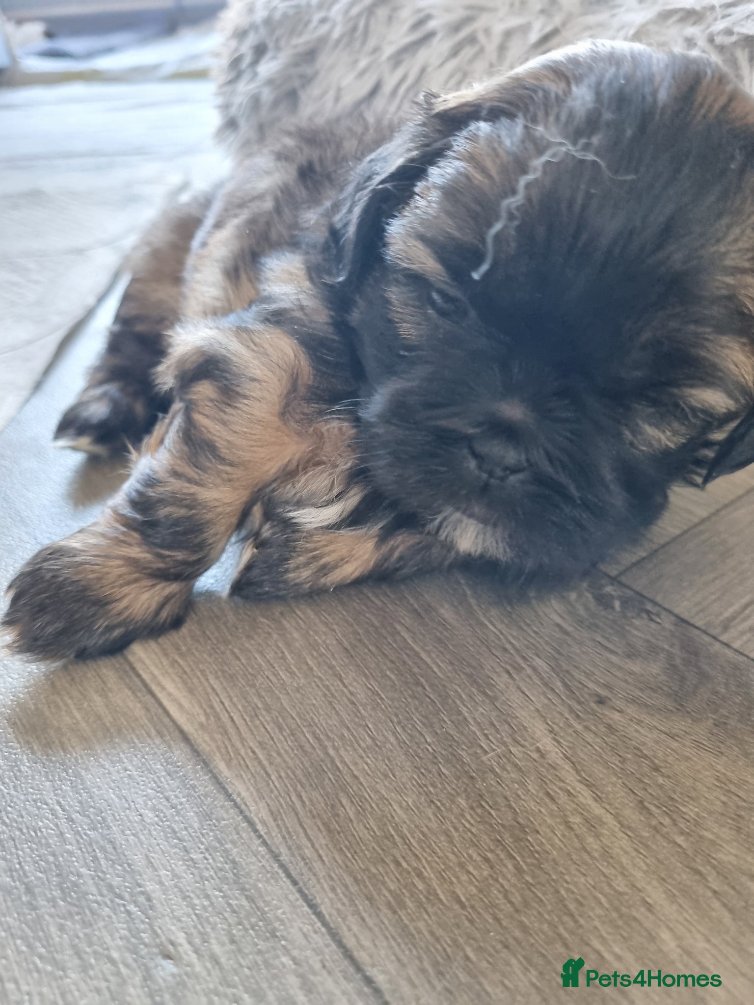 Shih Tzu dogs Shih tzu puppies for sale - Advert 1