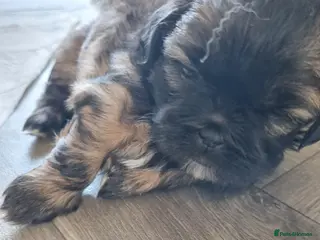 Shih Tzu dogs Shih tzu puppies for sale - Advert 1