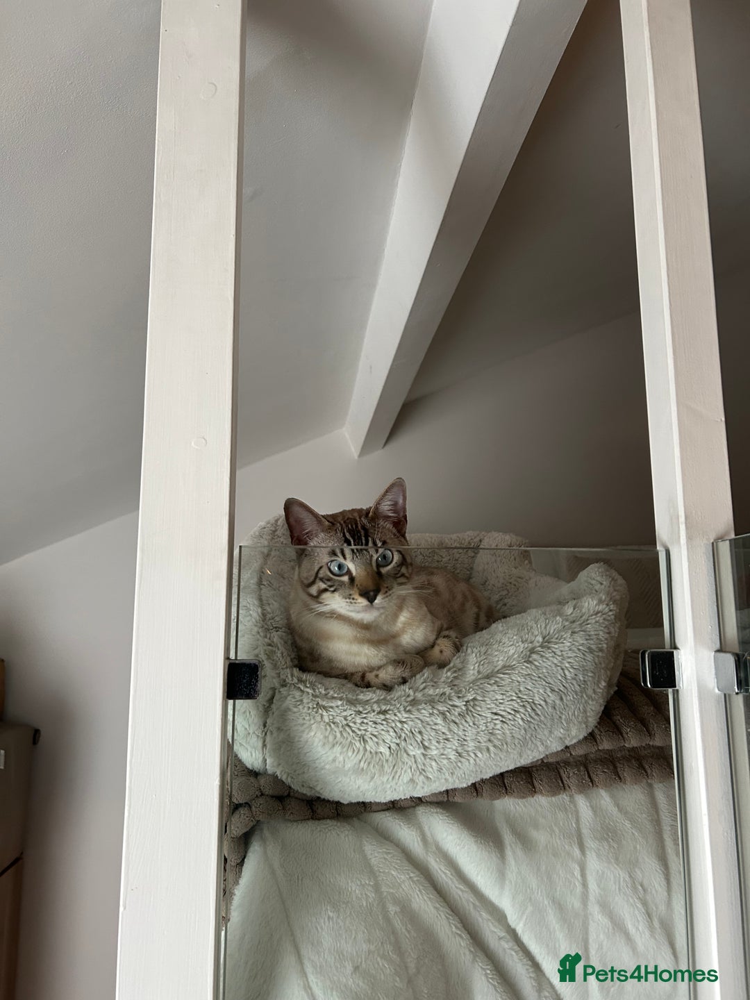 Bengal cats for sale: Beautiful Bengal for Sale – Leash Trained - Advert 5