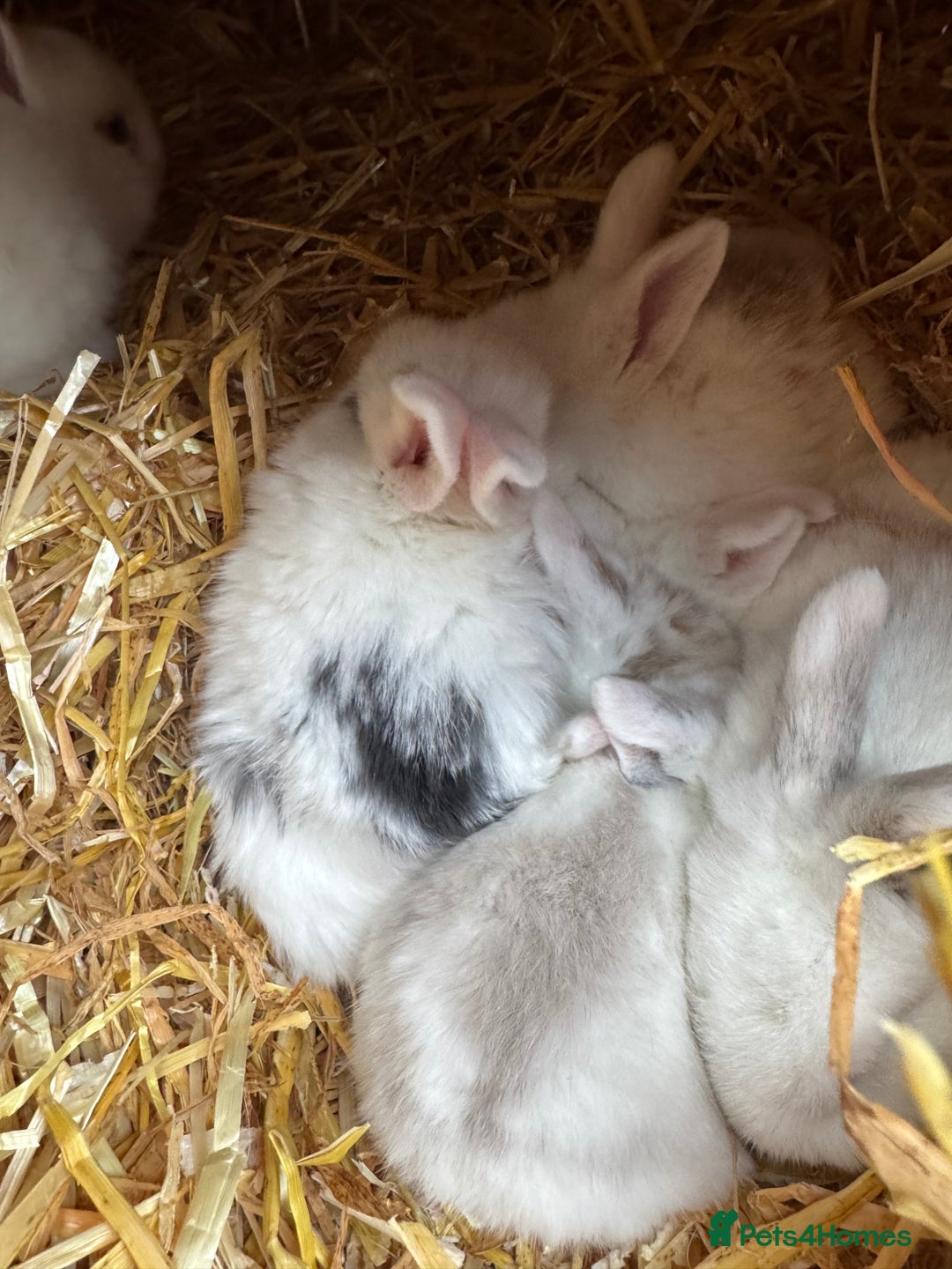 Mini Lop rabbits for sale: Mini pop baby rabbits - Advert 5