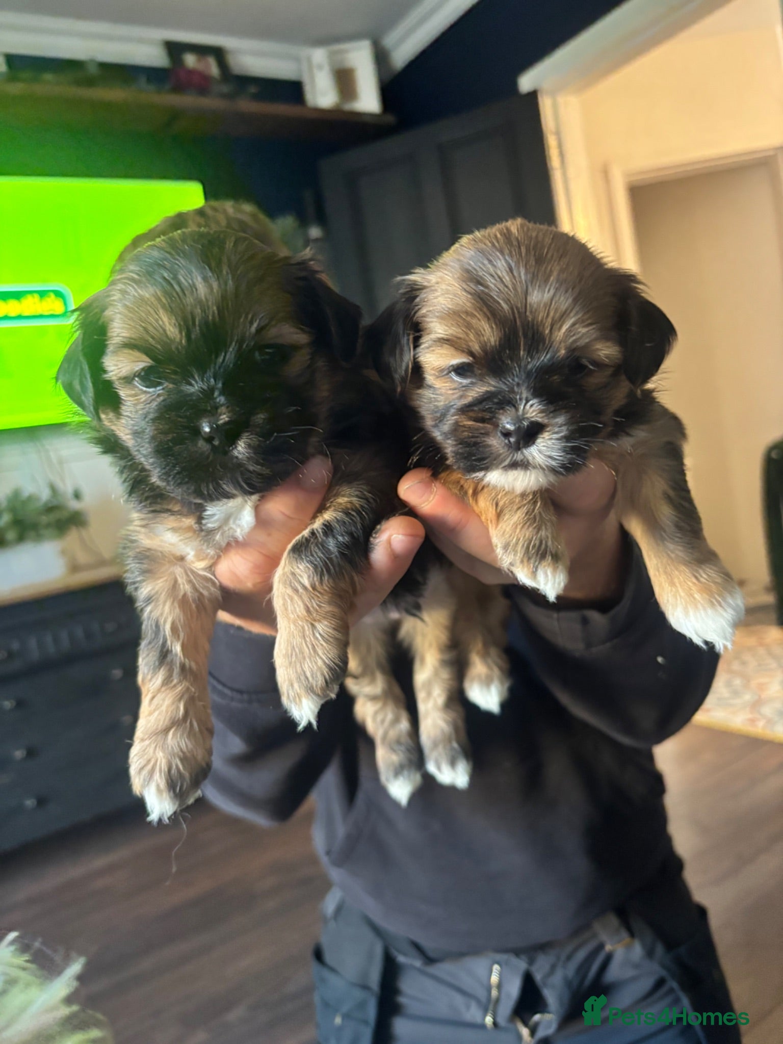 Mixed Breed dogs Lhasapoo puppies  - Advert 1