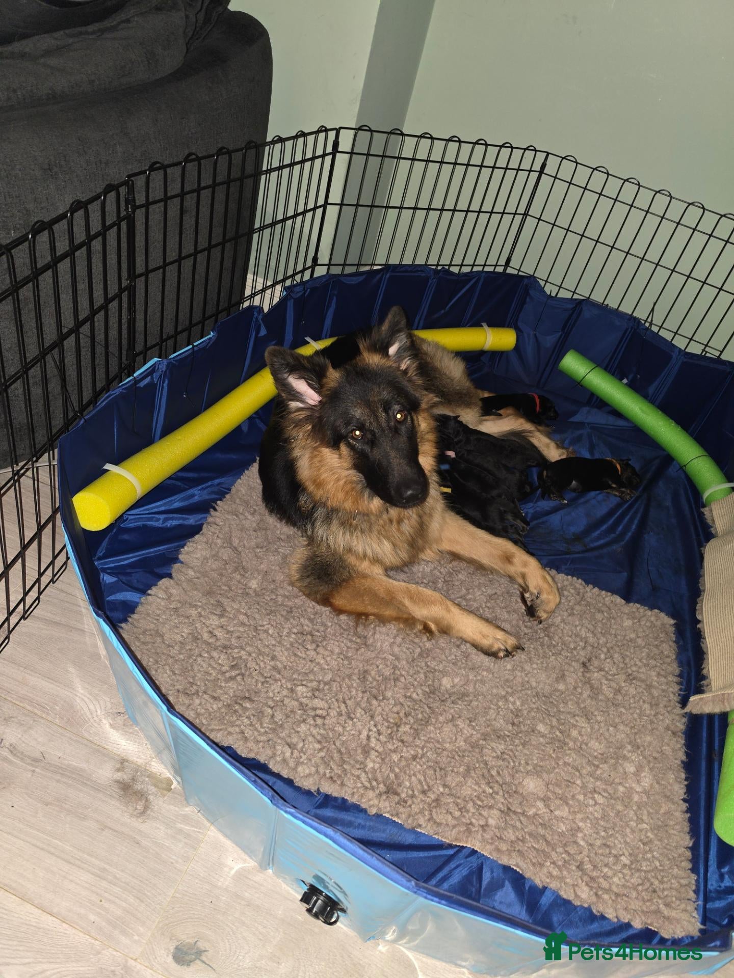 German Shepherd dogs German Shepherd puppies - long haired  - Advert 5