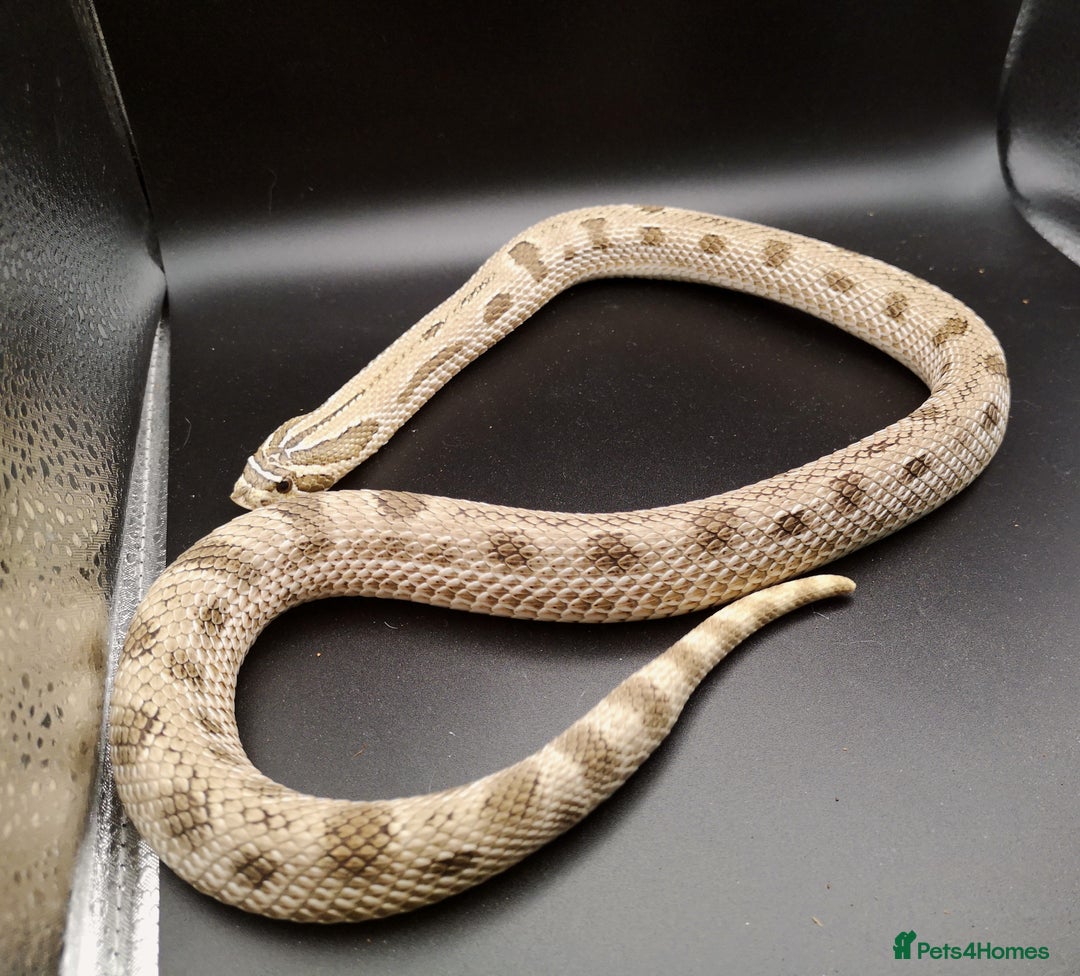 Snake reptiles for sale: 2.3 Adult Hognose Breeding Group (Mixed Morphs) - Image 2