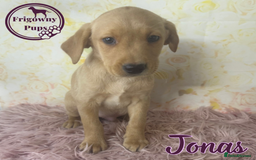Labrador Retriever dogs for sale: Adorable KC Reg Labrador Puppies *Ready Now* - Image 7