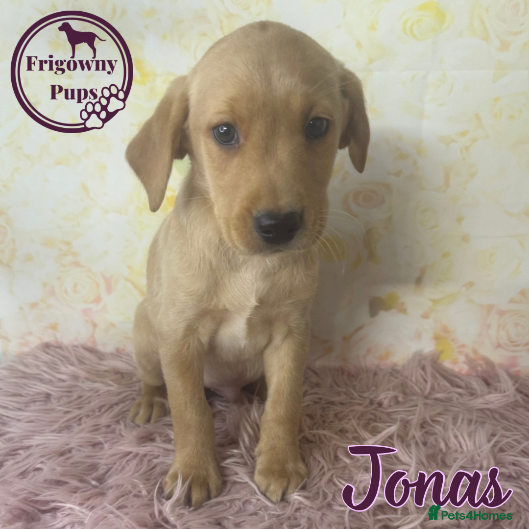Labrador Retriever dogs for sale: Adorable KC Reg Labrador Puppies *Ready Now* - Image 7