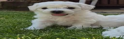 Bichon Frise dogs for sale: Bichon Frise 2 boys 3 girls - Advert 1
