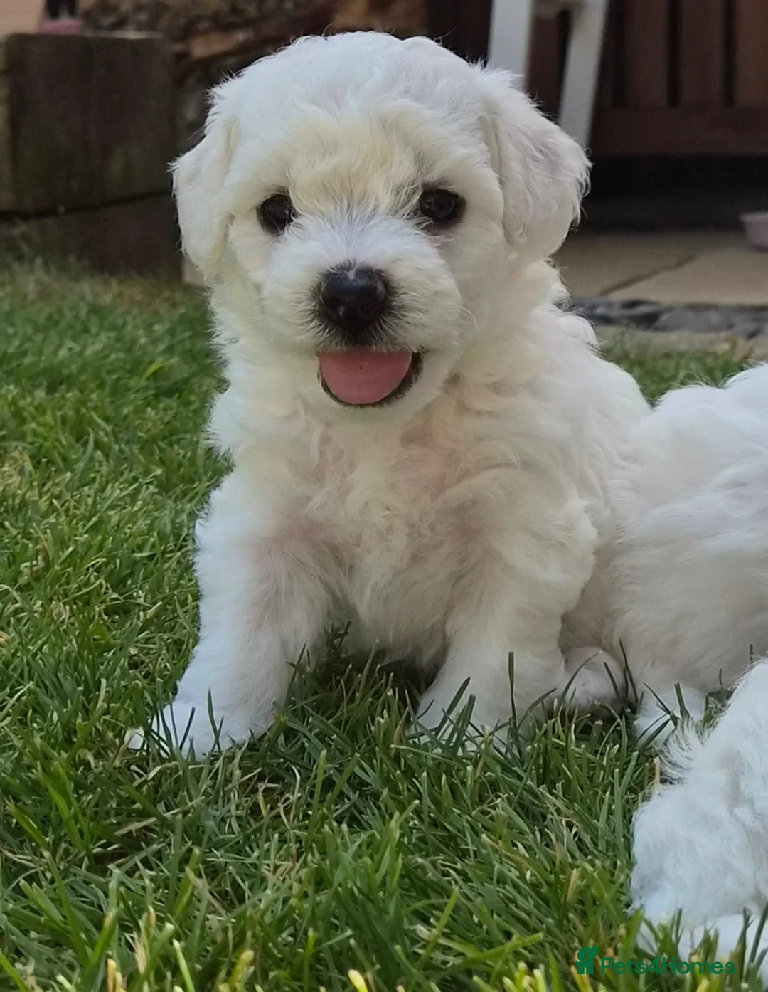 Bichon Frise dogs for sale: Bichon Frise 2 boys 3 girls - Advert 1