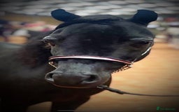 Miniature horses for sale: American Miniature show stallion - Image 3