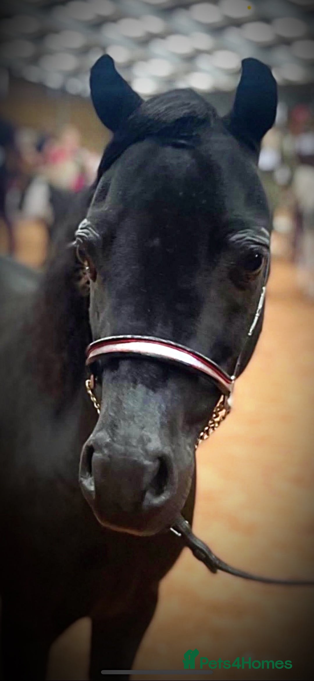 Miniature horses for sale: American Miniature show stallion - Image 3