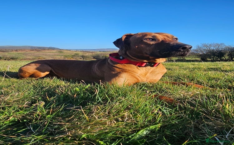Rhodesian Ridgeback dogs for stud in Neath - Advert 1