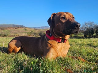 Rhodesian Ridgeback dogs in Neath - Advert 13