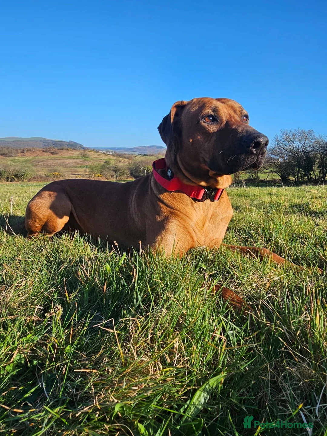Rhodesian Ridgeback dogs for stud: Maui  in Neath - Advert 1