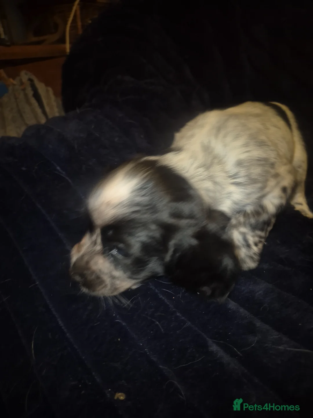 Cocker Spaniel dogs for sale: Cocker spaniel boys  - Advert 2