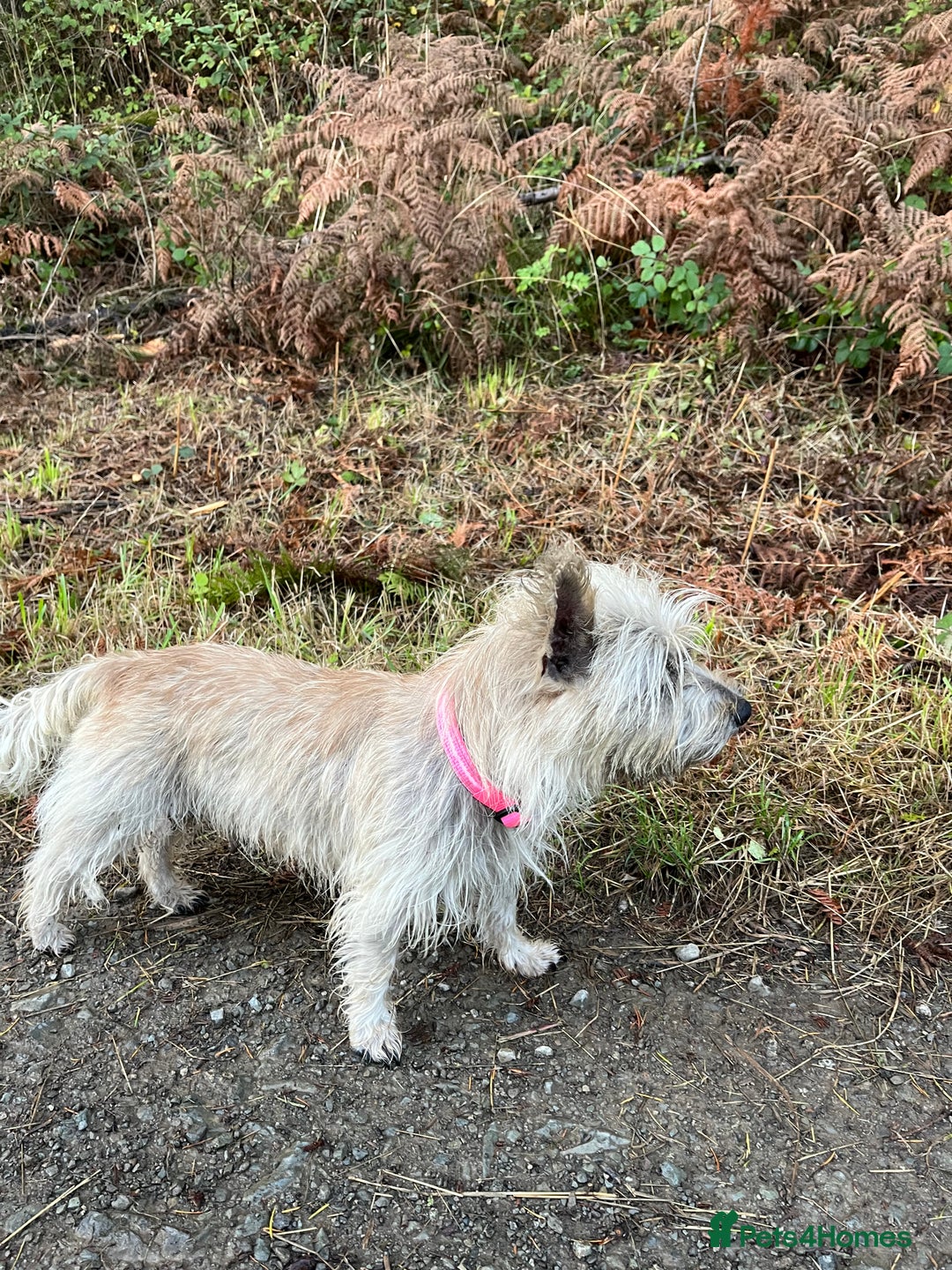 Mixed Breed dogs for sale: Gorgeous CairnJacks - Image 12