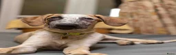 Mixed Breed dogs for adoption: Marvlous Meatball - Advert 9