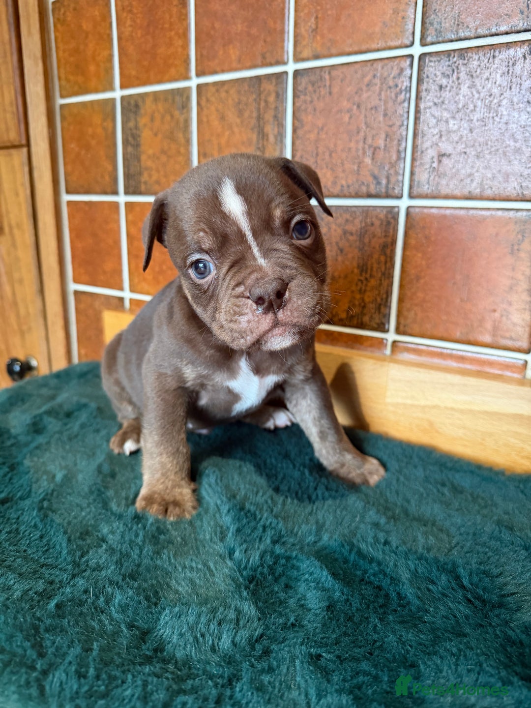 Olde English Bulldogge dogs for sale: Old English Bulldog PUPPIES 👀‼️ - Advert 16