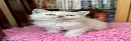 Selkirk Rex cats for sale: Gorgeous Selkirk Rex Colourpoint Girl ready to go - Advert 3