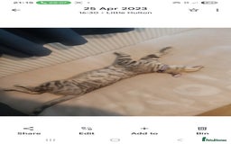 Bengal cats for sale: Cute bengal cat  - Image 8