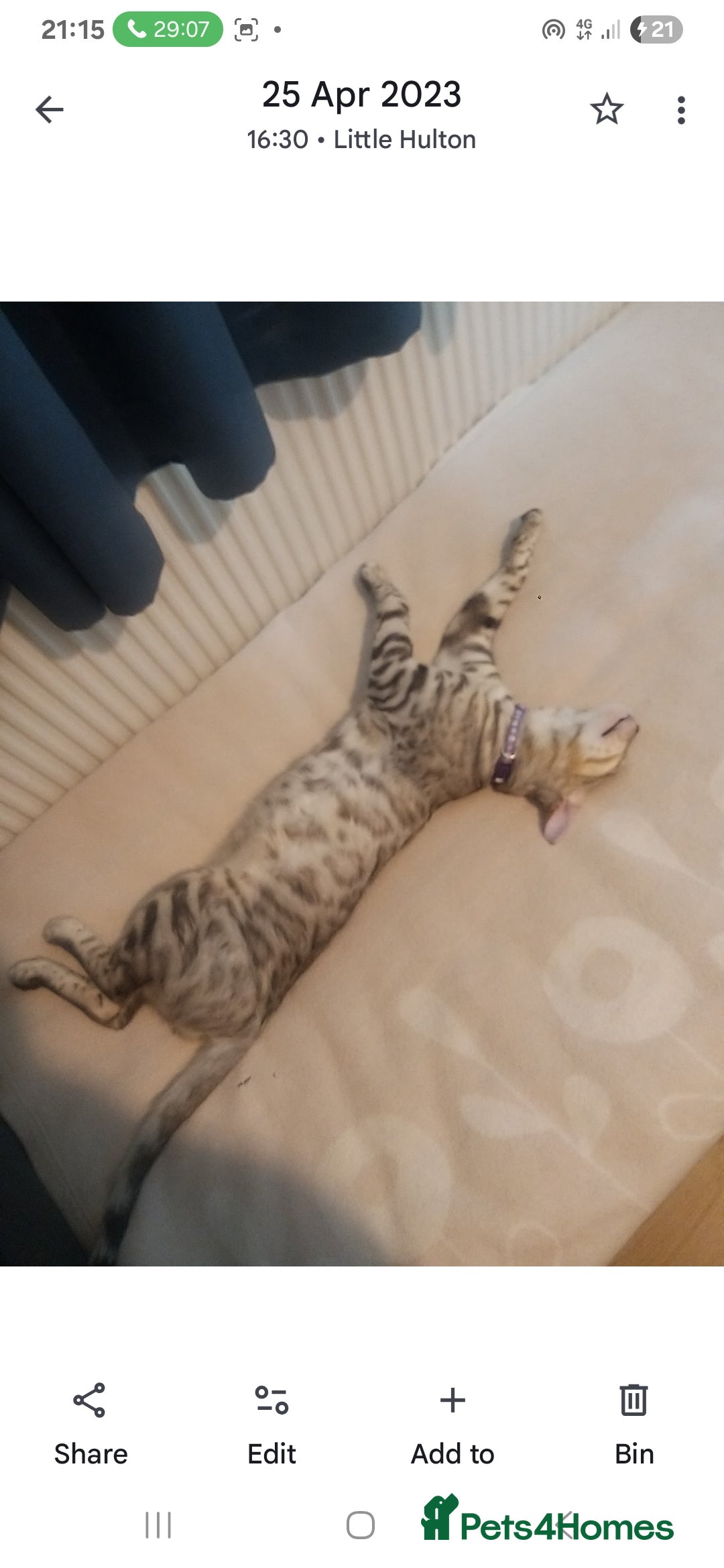 Bengal cats for sale: Cute bengal cat  - Image 8