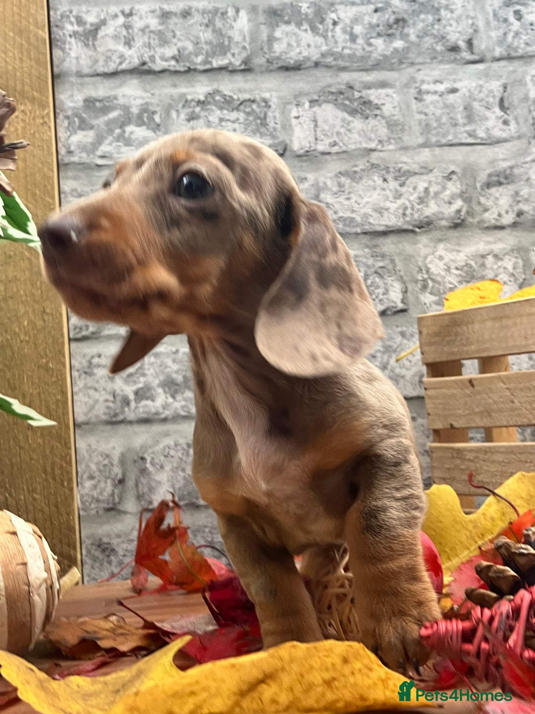 Miniature Dachshund dogs for stud: kc reg.. fully health tested miniature dachshund in Wrexham - Advert 6