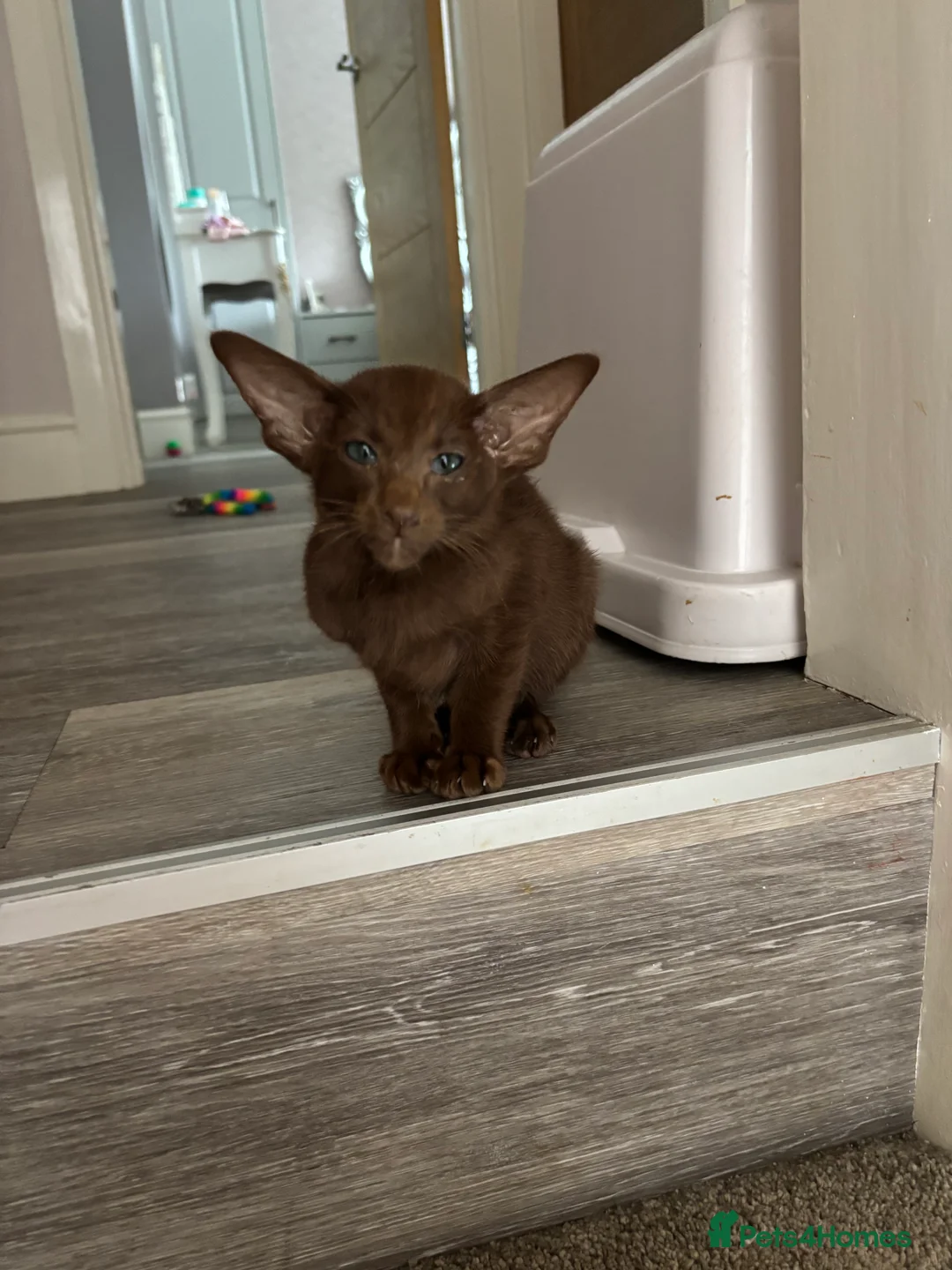 Siamese cats for sale: Siamese and orientals - Advert 9