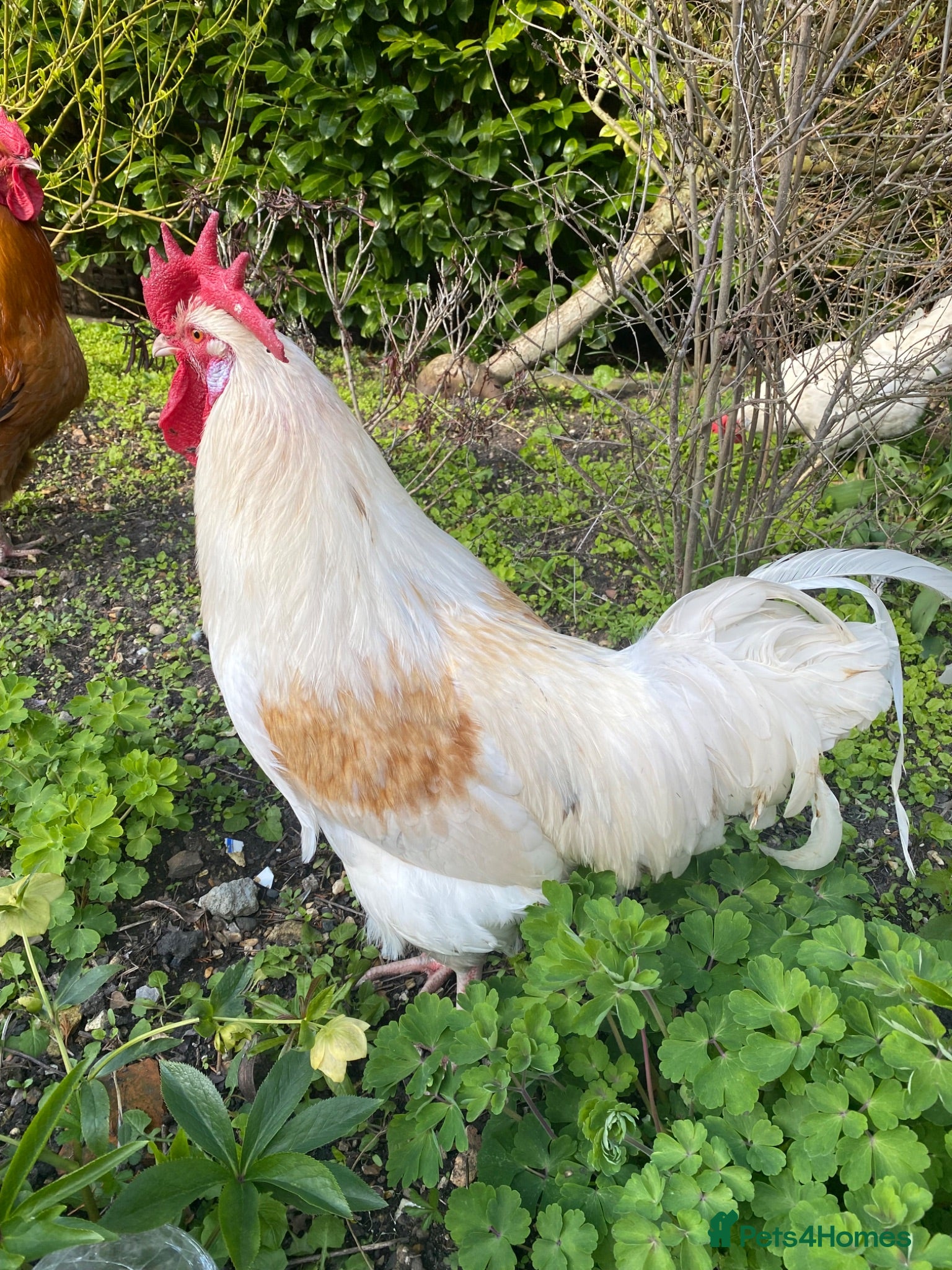 Hens poultry Lonely Hearts - Orpington Mix Cockerel - Advert 12