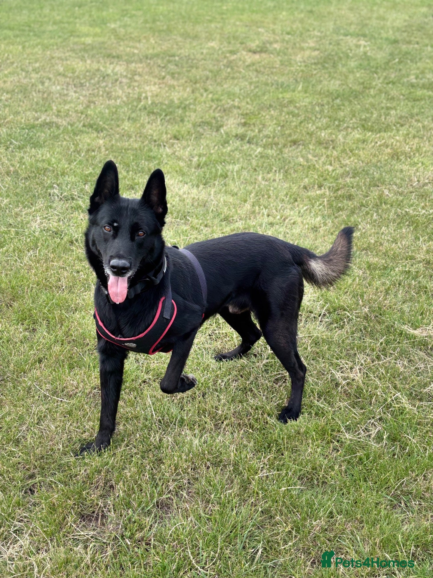 Belgian Shepherd Dog dogs for stud: Belgian Malinois  - Advert 8
