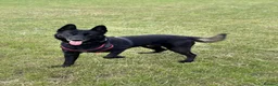 Belgian Shepherd Dog dogs for stud: Belgian Malinois  - Advert 1