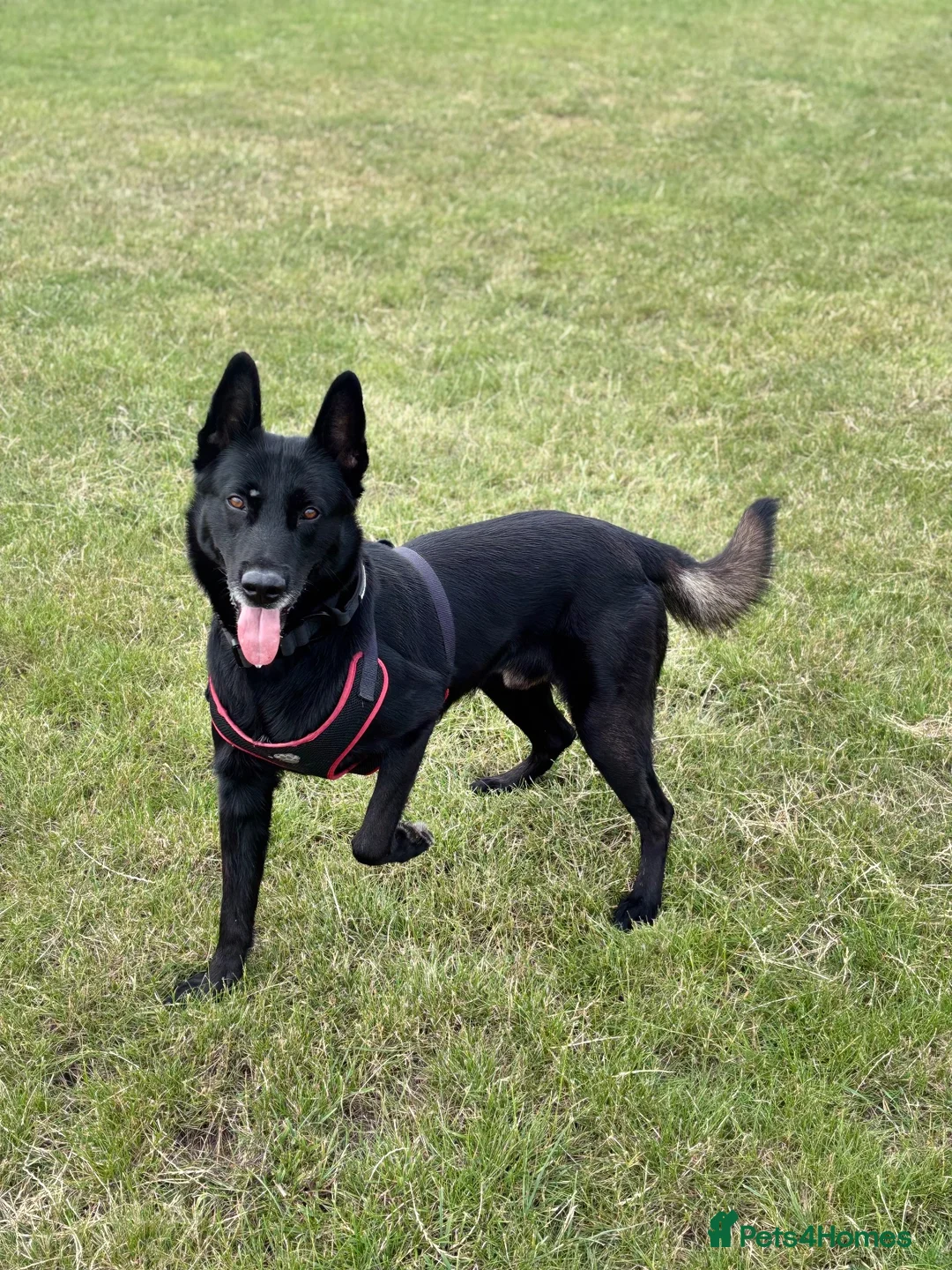 Belgian Shepherd Dog dogs for stud: Belgian Malinois  - Advert 1