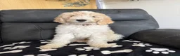 Goldendoodle dogs for sale: Beautiful golden doodle puppies for sale  - Advert 8