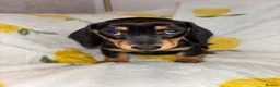 Miniature Dachshund dogs for sale: Miniature smooth coated Dacshund’s  - Advert 18