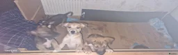 Mixed Breed dogs for sale: Puppies ready for a new adventure - Advert 2