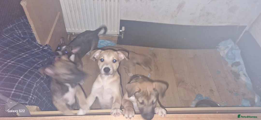 Mixed Breed dogs for sale: Puppies ready for a new adventure - Advert 2